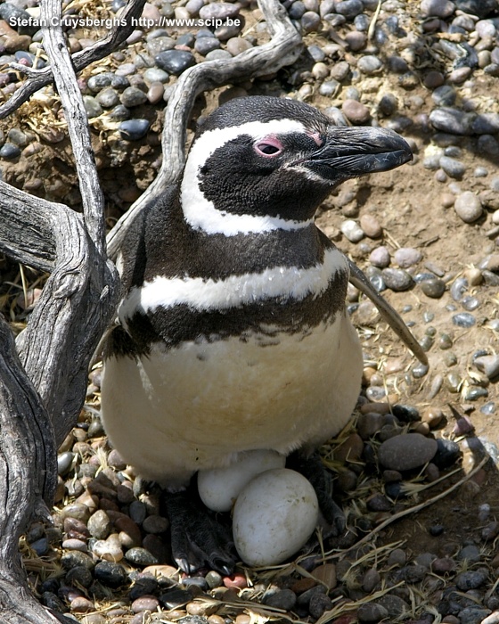 Punta Tombo - Penguins  Stefan Cruysberghs